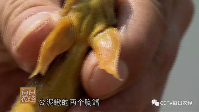 泥鳅是什么类型的动物，泥鳅是哪一类动物（大个泥鳅好卖钱）