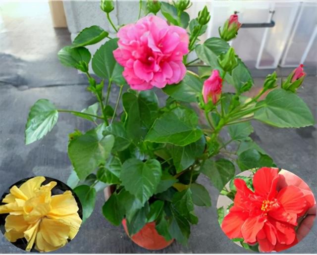 红桂花的功效与作用及食用方法，红桂花和黄桂花的区别（能吃能看还能养人）