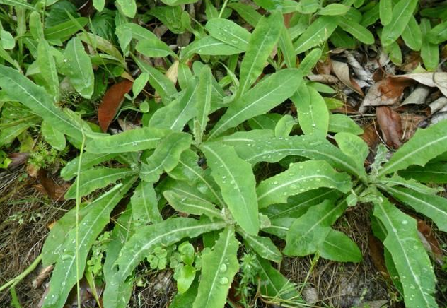 苦荬菜种子亩用多少种子,苦荬菜的怎么进行种植(这种野菜现在挖)