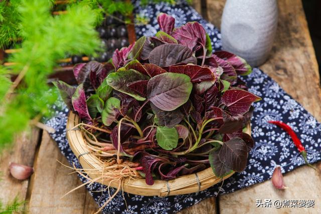 水芹菜为什么要焯水，水芹菜用焯水吗（这5种野菜很常见）