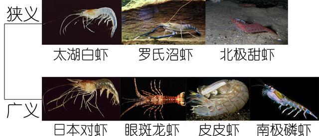 北极甜虾和普通虾的品种区别，如何鉴别对虾、罗氏虾、北极甜虾……一文解决“虾”认识