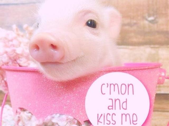 可爱猪猪头像微信，可爱猪猪头像（见过那么多猪）