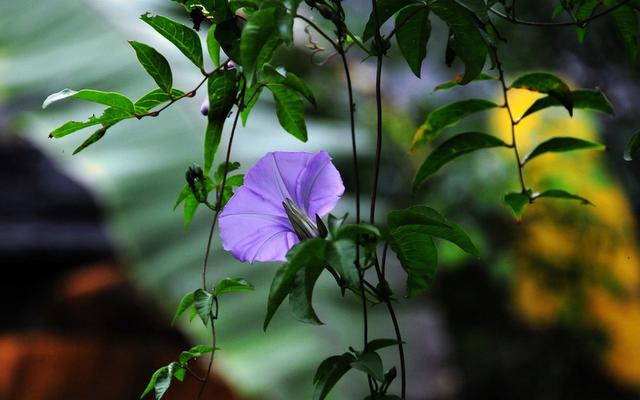 牵牛花什么时候开花，牵牛花要多久开花一次（花朵像小喇叭）