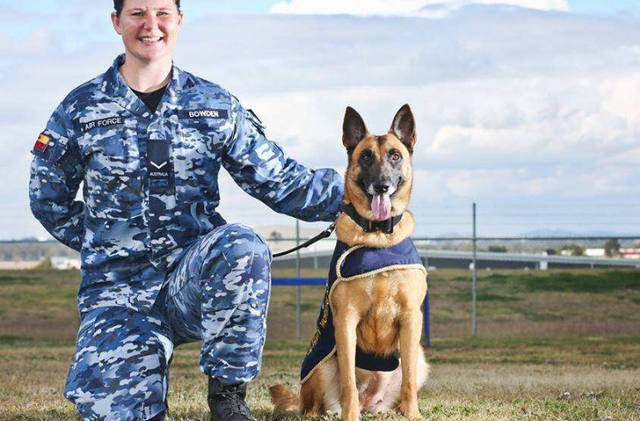 怎么领养退役的军犬警犬，如何领养退役军犬警犬（退役后的军犬怎么安置了）