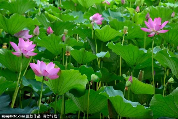 颐和园必看十大景点，颐和园有哪些景点值得去玩（这10个最美赏荷地等你来）