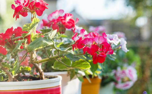 艾草能驱蚊子吗，艾草能驱蚊吗（蚊子不喜欢的3种花）