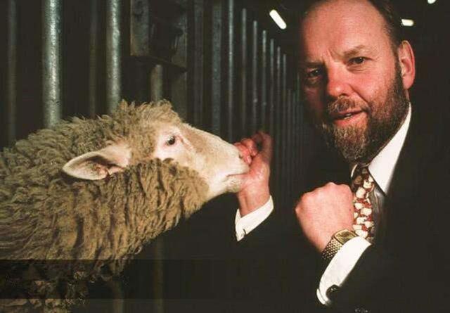 克隆羊多莉活了多久，克隆羊多莉活了六年半什么梗（为何多莉一出生就引起了激烈争论）