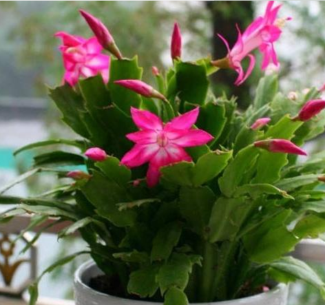 达克宁软膏该怎么用，达克宁软膏如何使用（不烂根防黑腐）