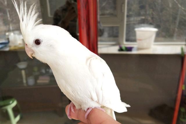 哪种宠物鸟最好养又好看，什么宠物鸟好看又好养（难怪能够“通杀”养宠物的朋友们）