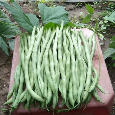 豆角的胎座是，。A.边缘胎座B.侧膜胎座C.中轴胎座D.特立中央胎座（种植豆角牢记以下5个要点）