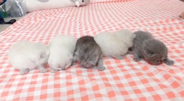 猫一窝能生几只，猫一年生几窝（猫咪生了5只小猫）