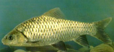 三叶唇鱼介绍，双唇鱼学名叫什么（鱼类：中国淡水鱼类图谱）