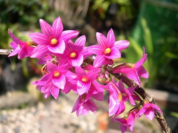 石斛怎么种植，石斛怎么种植 家养视频（石斛的养殖方法）