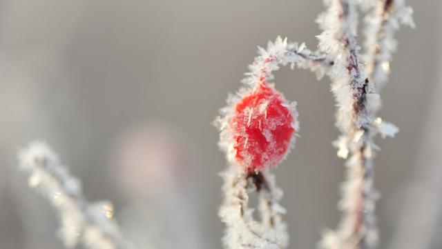 关于霜降的诗句 古代诗人写霜降的诗词，关于霜降的诗句（欣赏最后秋天的美景）