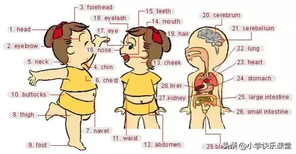 英语学习方法总结，怎么学好英语方法技巧（超级全面的小学英语学习方法总结）