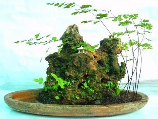 在家庭里养好铁线蕨的，铁线蕨养在家里好吗（这种盆栽不但可以监测空气质量）