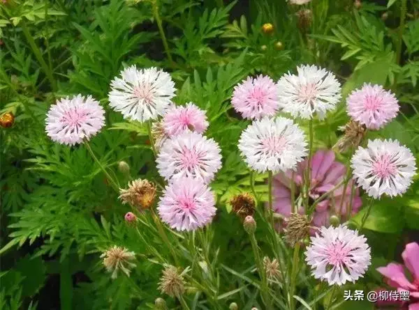 谁知道车矢菊的花语，矢车菊的含义（寓意“遇见和幸福”的矢车菊）
