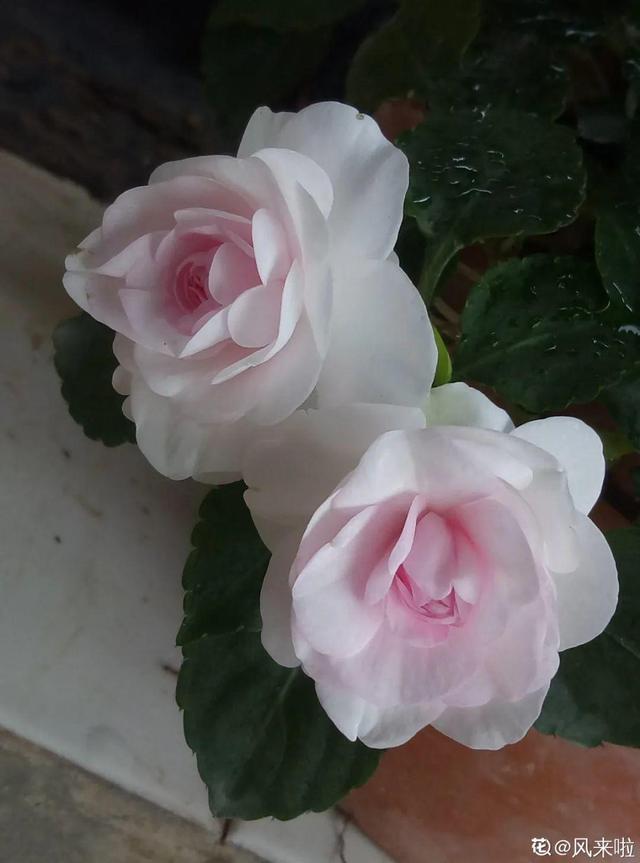 鸟尾花的繁育管理，鸟尾花 花期（30种耐阴花）