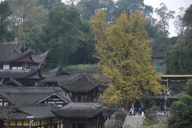 ps滤镜camera raw在哪，ps滤镜camera（如何拯救“灰姑娘”照片）