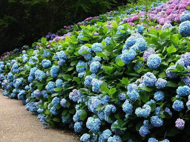 无尽夏新娘花语 无尽夏新娘花语是什么，无尽夏新娘花语（无尽夏，做好这几点养成大花球）