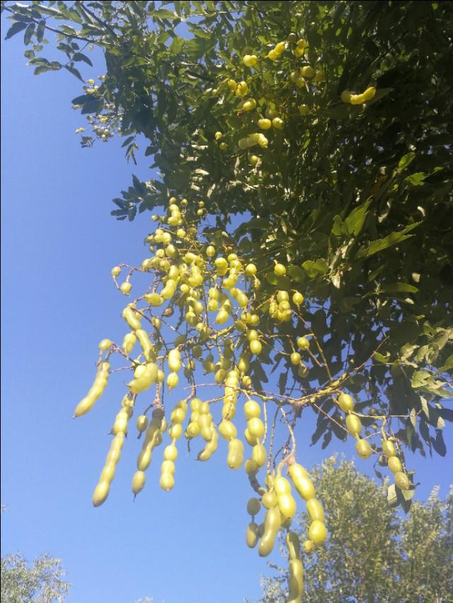 冬天的雪，冬天的雪是什么仿写一段话（散文《冬天的雪》）