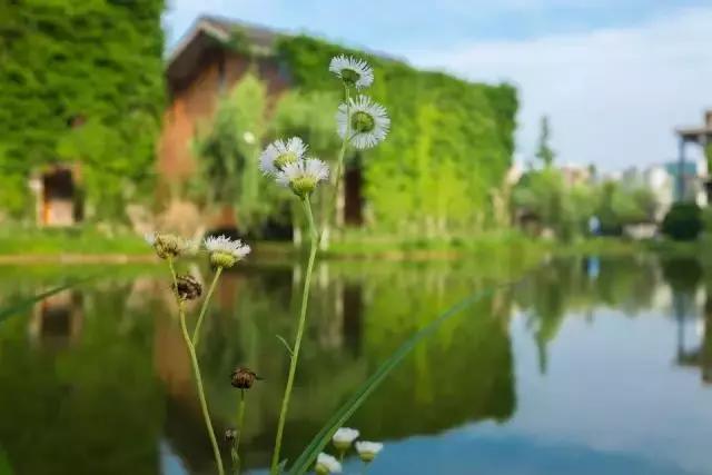 多肉是什么植物，多肉植物是什么植物（中国春天最美15座大学）