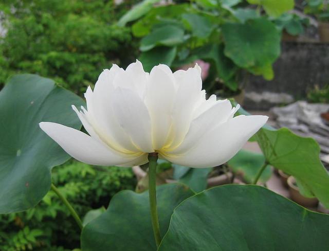 荷花是什么颜色的，荷花是什么颜色（都叫“荷花”）