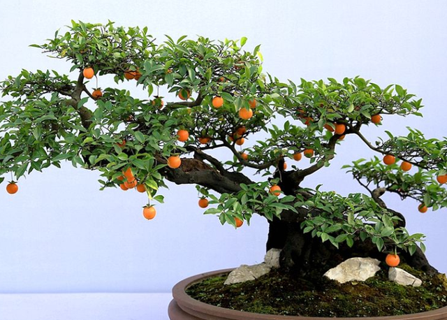 2,一盆金弹子盆景,满盆红果子观赏价值高,过年养一盆真喜庆