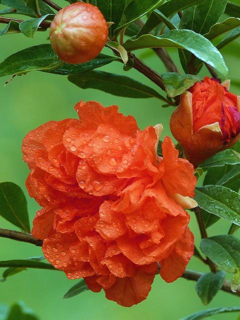 石榴花是什么颜色，石榴花的样子（欣赏旧日时光里活力四射的石榴花）