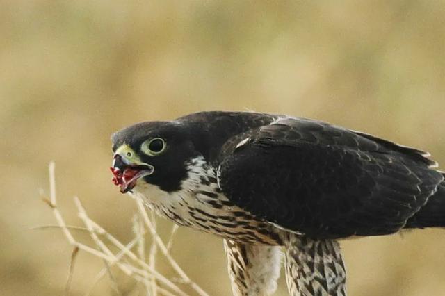 隼是什么鸟，生物演化史上的速度巅峰（隼是什么鸟吃什么食物）