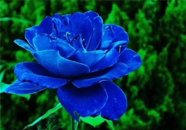 蓝色妖姬价格，关于蓝色妖姬（蓝色妖姬哪里有卖）