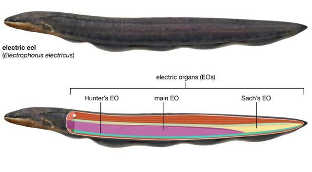 电鳗为什么会放电，电鳗放电最高可达多少伏（电鳗为何能发出800伏的高压电）