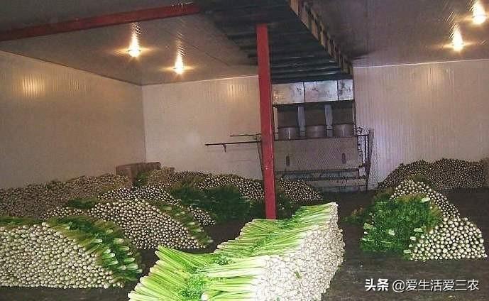 致富经项目(致富经一亩地赚40万)
