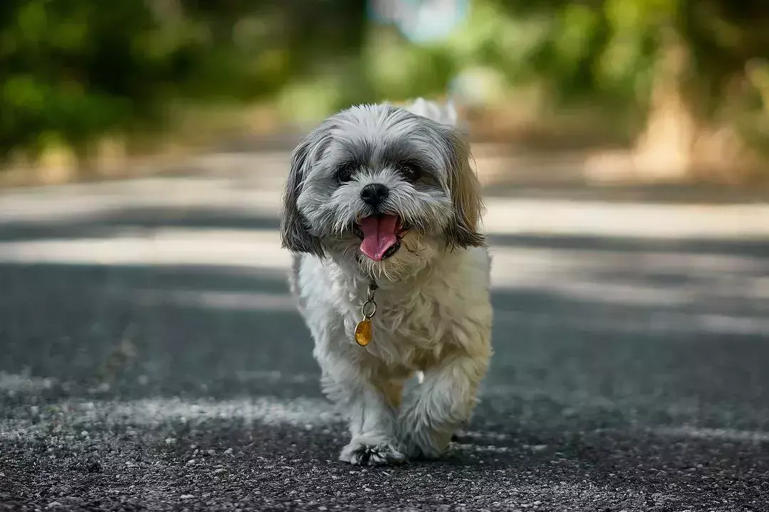 狗狗皮肤镜检多少钱 犬皮肤镜检