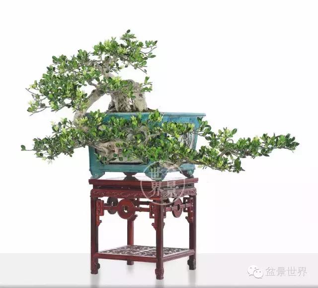 黄杨木盆景养护注意事项，怎样养黄杨木盆景（一组黄杨盆景精品欣赏）