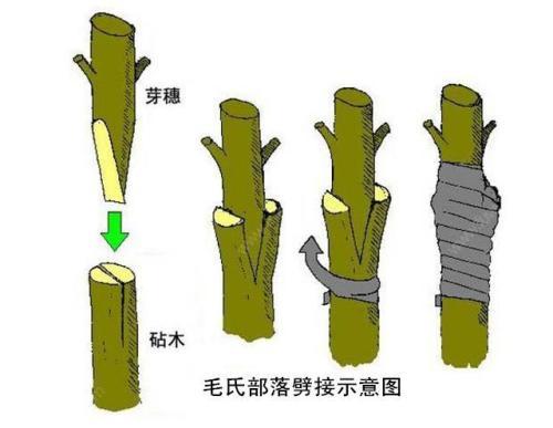 枣树几月份嫁接，嫁接大枣树之劈接法
