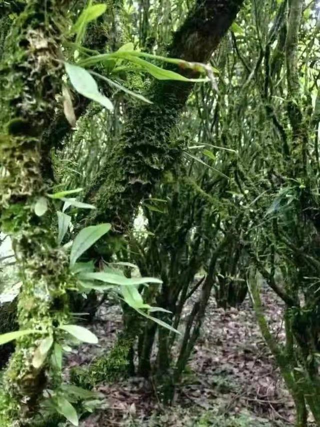 老枞水仙属于什么茶，老枞水仙是什么茶（这么多茶客喜爱的“老枞水仙”究竟是什么）