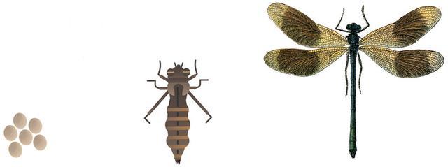 蜻蜓的特点是什么，蜻蜓的特点是什么技能（蜻蜓的特点是什么）