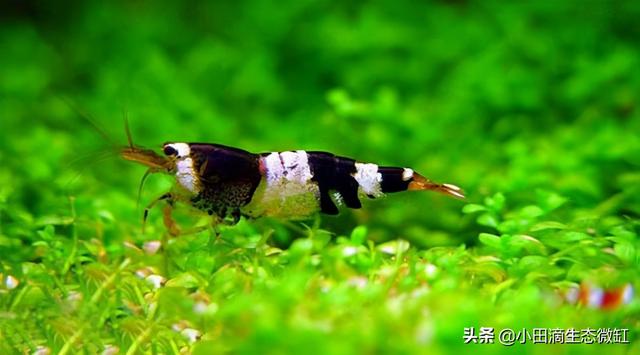 虾的种类有哪些，河里的虾的种类有哪些（适合新手饲养的宠物虾及小型观赏虾详情）