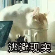 猫咪皮肤病有几种，几种猫咪常见的皮肤病