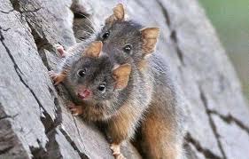 动物繁衍大全42，动植物好词好句（盘点这些动物的奇葩交配）