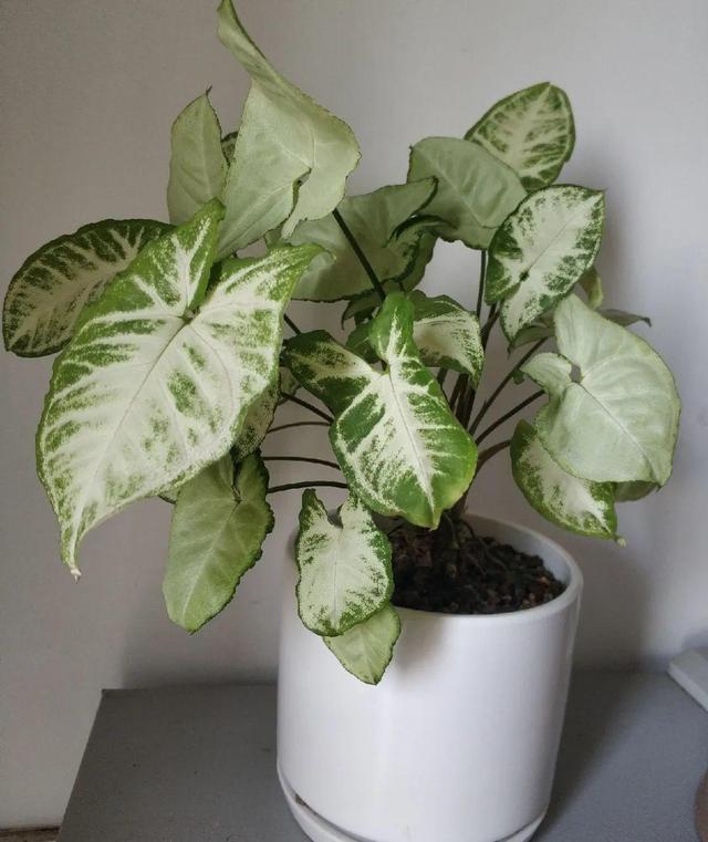 虎刺梅生虫怎么解决，虎刺梅长虫子怎么办（离太近都不好）