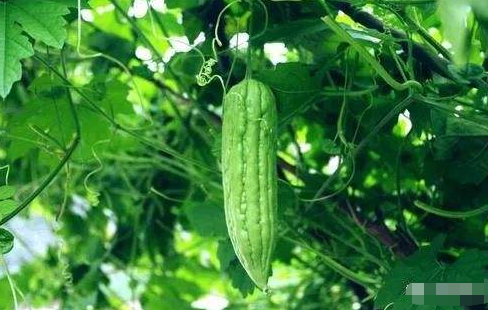 南瓜的品种常见的有几种，南瓜品种大全图片及名称（农村人最爱种植的20种“瓜”）