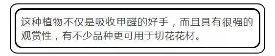 吸甲醛植物排名，室内植物盆景十大排名（为了家人健康转起来）