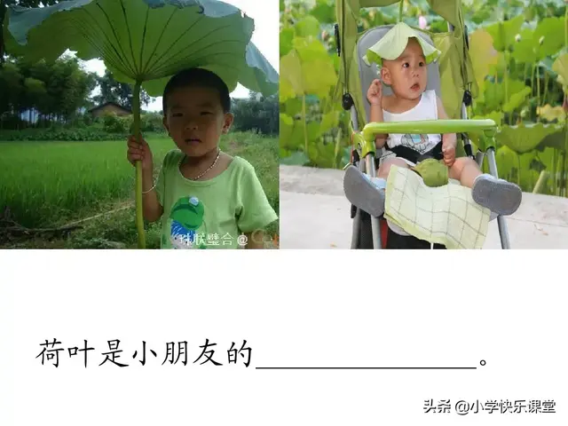 一什么荷叶一什么凉伞，荷叶是小雨的凉伞（小学部编版一年级下册语文课文13《荷叶圆圆》图文解读+知识点）