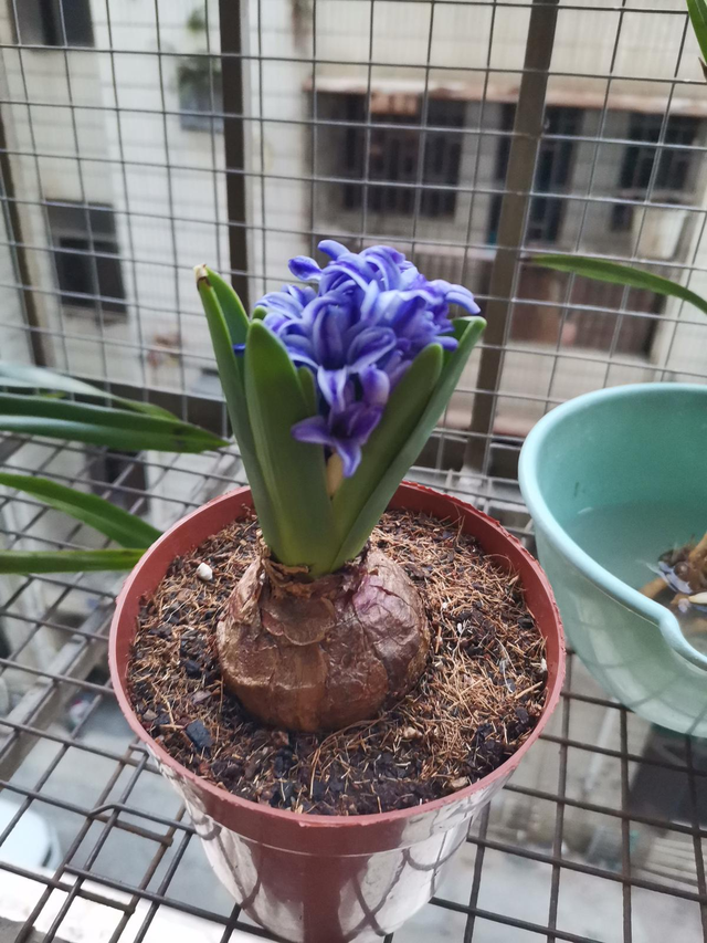 风信子图片，11月份最适合养风信子（风信子图片）