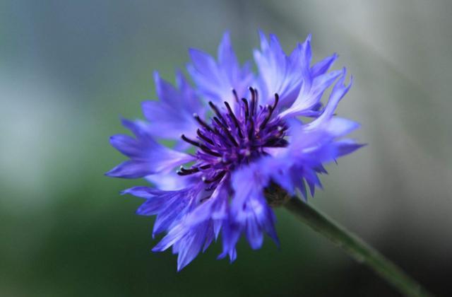 天堂鸟花语，天堂鸟花图片（你知道大自然中这些花的花语吗）