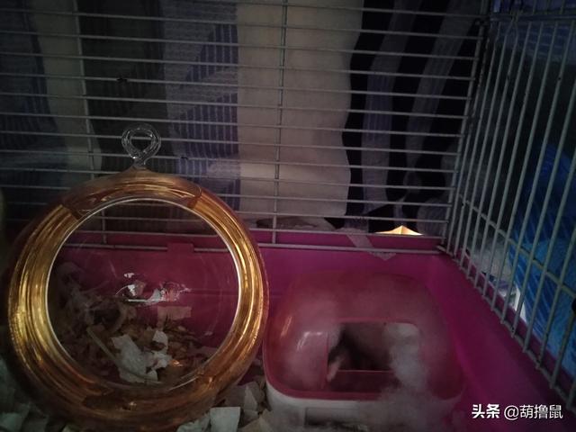 仓鼠公的温顺还是母的温顺 仓鼠剪牙不吃东西怎么办，仓鼠公的温顺还是母的温顺（怀孕征兆及产后照料、注意事项）