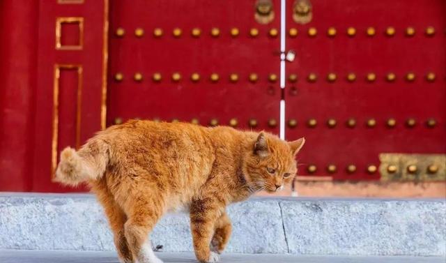 故宫最胆小御猫，我们只是惊呼是不够的
