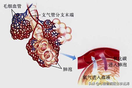 肺部氣體交換